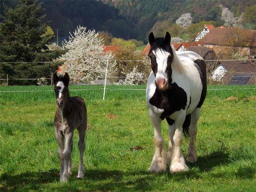 2014-04-agi-Pferde - Odenwald