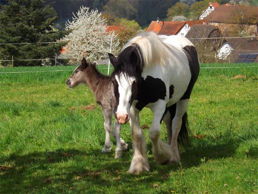 2014-04-agj-Pferde - Odenwald