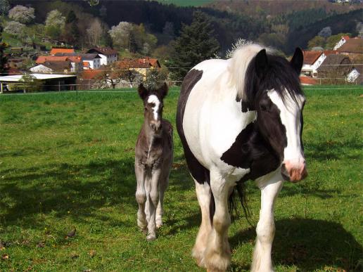 2014-04-agk-Pferde - Odenwald