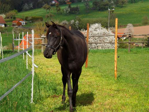 2014-04-agp-Pferde - Odenwald