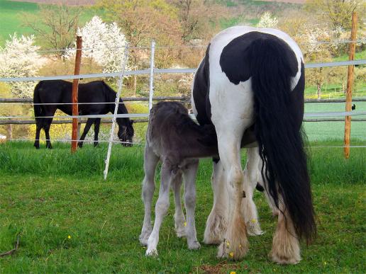 2014-04-agr-Pferde - Odenwald