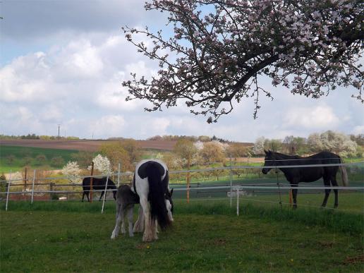 2014-04-ags-Pferde - Odenwald