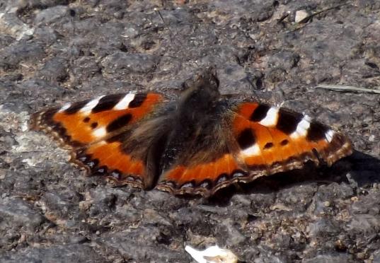 2014-04-bj-Kleiner Fuchs - Odenwald