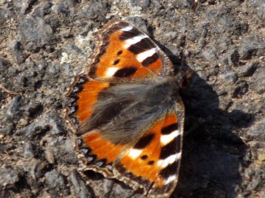 2014-04-bja-Kleiner Fuchs - Odenwald