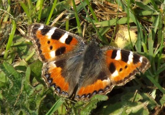 2014-04-bjb-Kleiner Fuchs - Odenwald