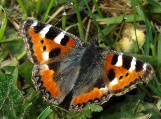 2014-04-bjc-Kleiner Fuchs - Odenwald