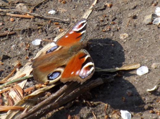 2014-04-ch-Tagpfauenauge - Nusse/Schleswig-Holstein