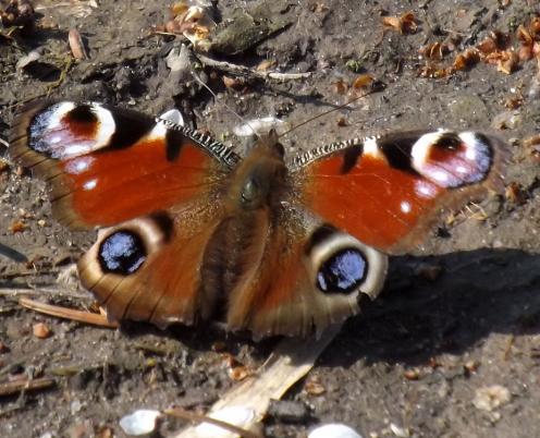 2014-04-cha-Tagpfauenauge - Nusse/Schleswig-Holstein