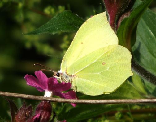 2014-05-ajab-Zitronenfalter - Odw