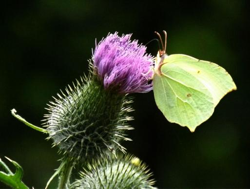 2014-07-bedb-Zitronenfalter