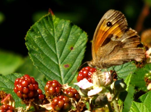 2015-07-ceib-Kleiner-Heufalter