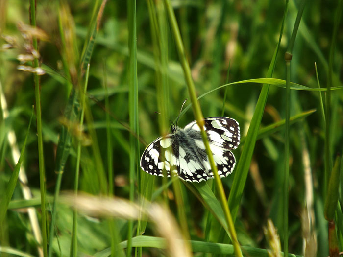 2016-07-ajxhn-hohe-geba