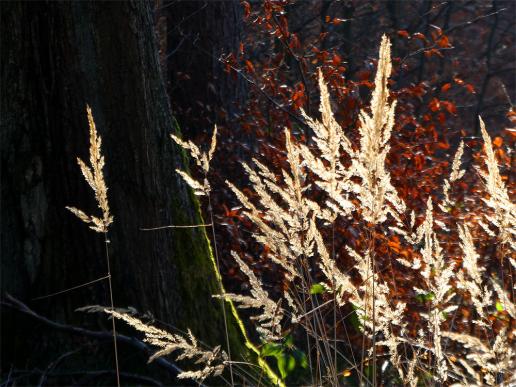 2017-02-bh-Odw-Frühling