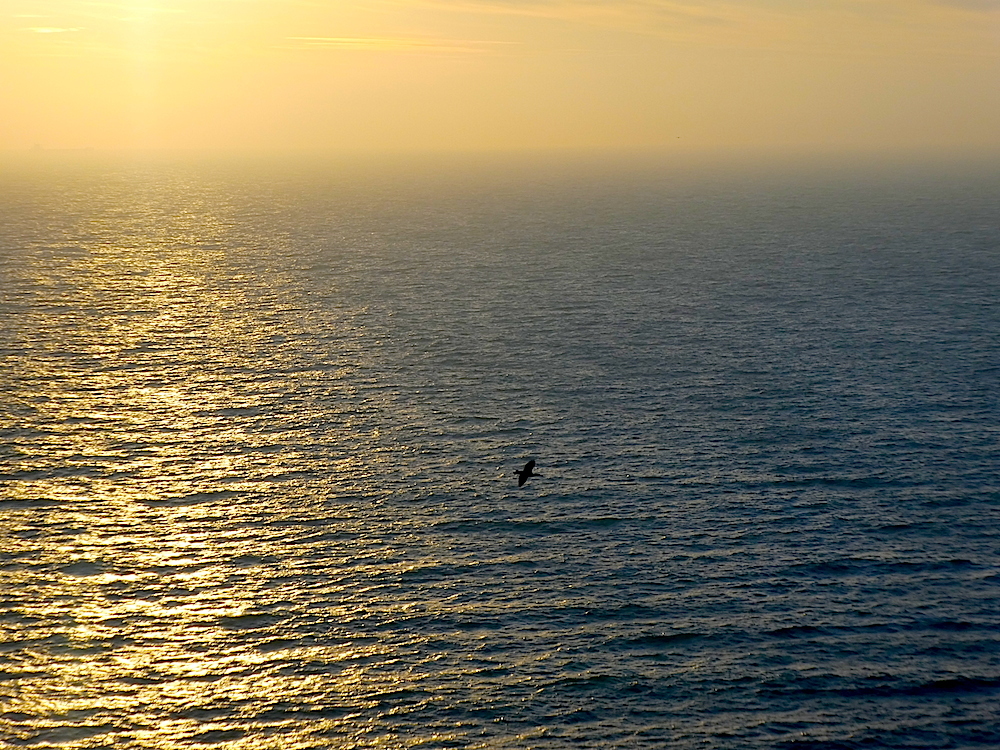 2017-03-bat-helgoland-1