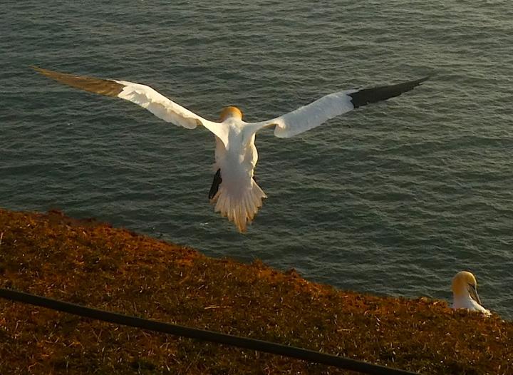 2017-03-hcd-helgoland-1