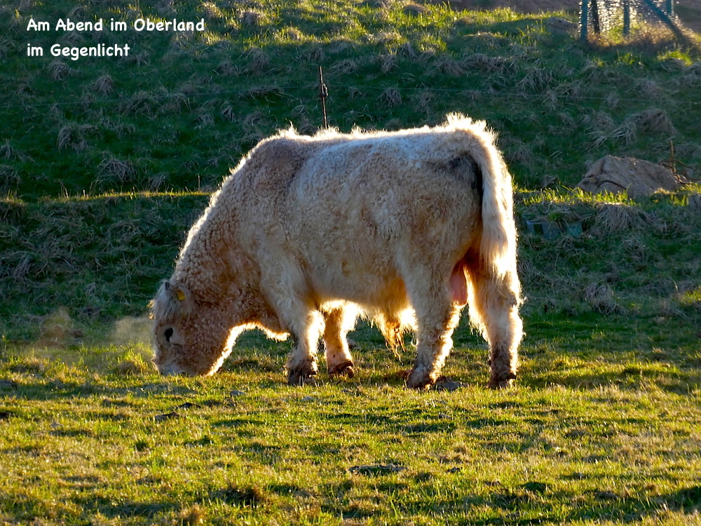 2017-04-aba-helgoland-1