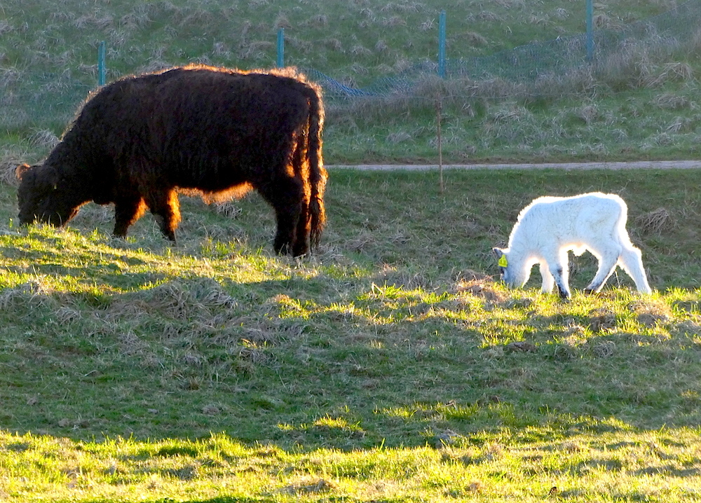 2017-04-abd-helgoland-1