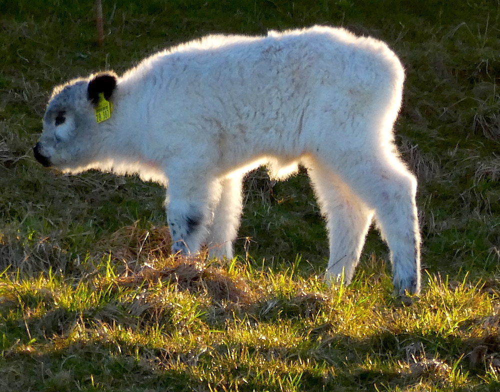 2017-04-abe-helgoland-1