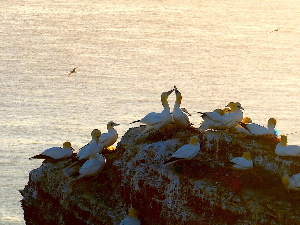 2017-04-abl-helgoland-1