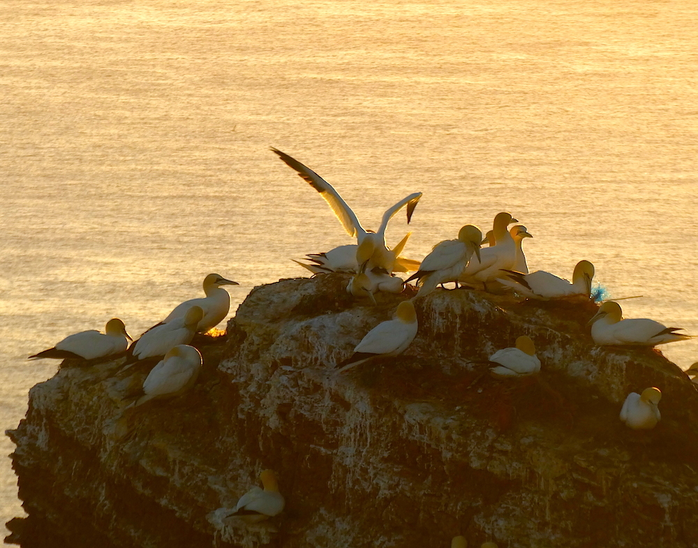 2017-04-abn-helgoland-1