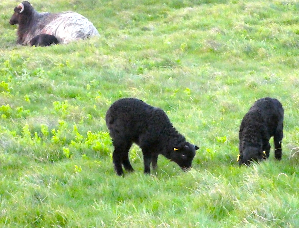 2017-05-acam-helgoland-1