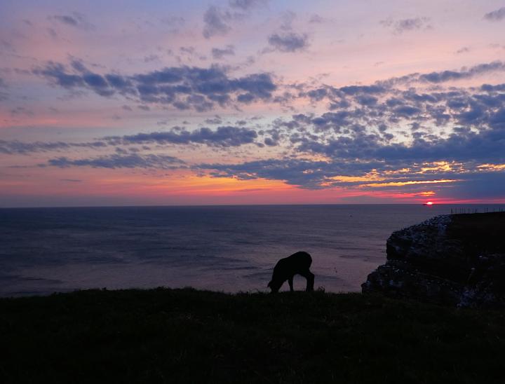 2017-05-acaw-helgoland-1