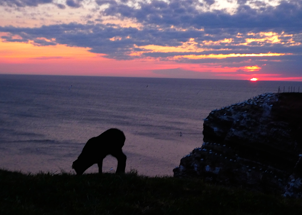 2017-05-acawa-helgoland-1