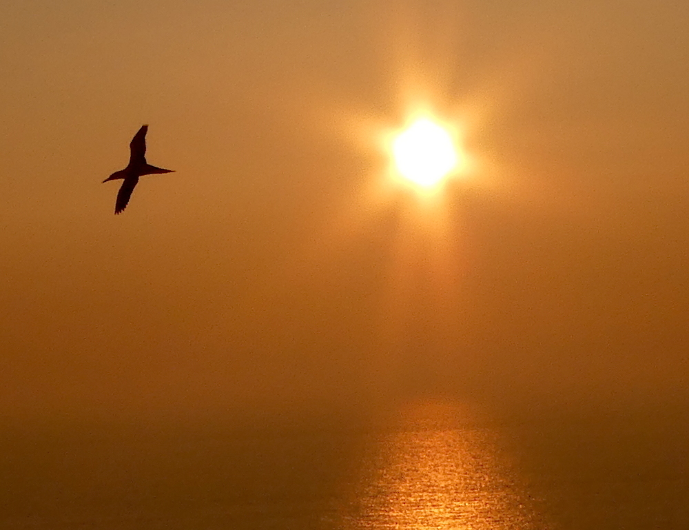 2017-05-adar-helgoland-1