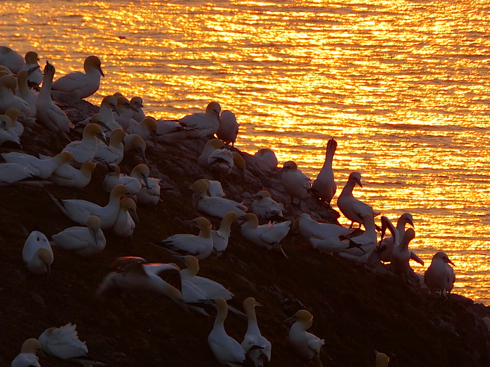 2017-05-adbj-helgoland-1