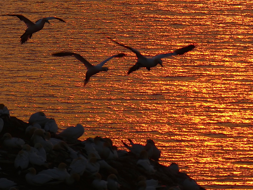 2017-05-adbk-helgoland-1