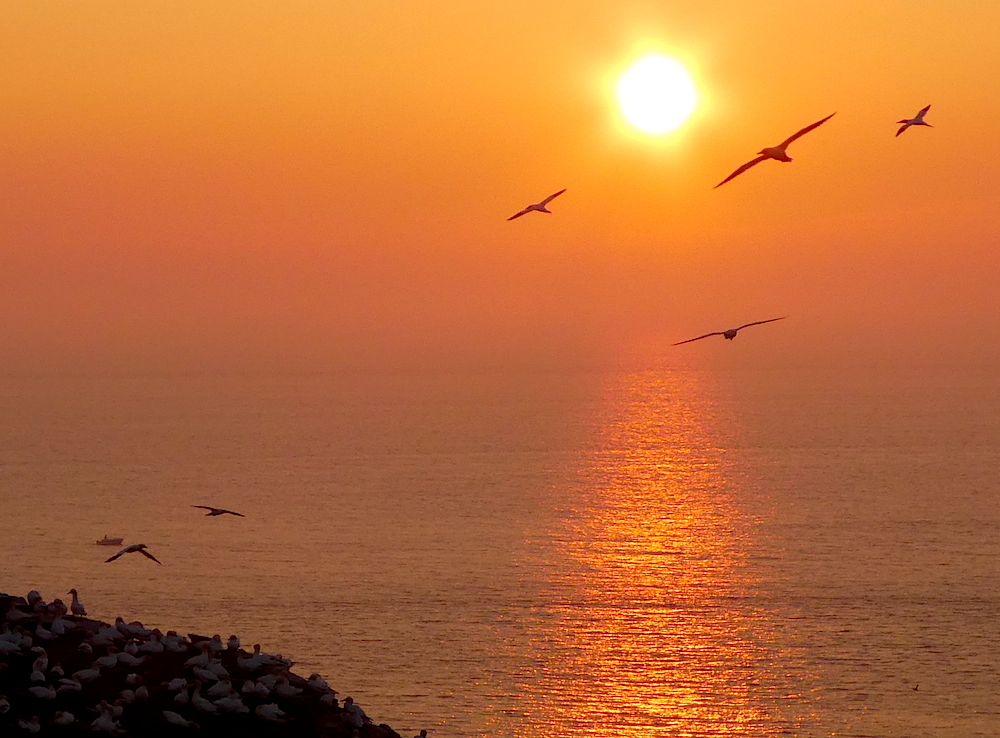 2017-05-adbp-helgoland-1