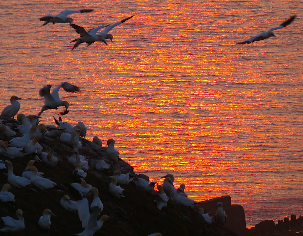 2017-05-adcd-helgoland-1