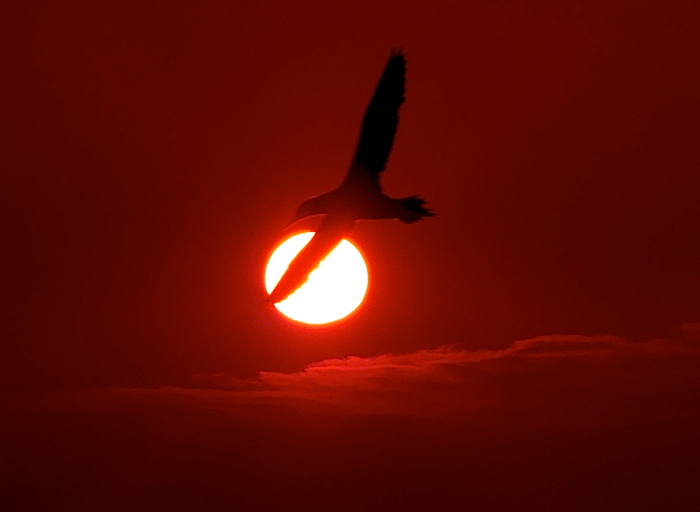 2017-05-adcg-helgoland-1