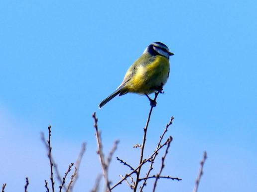 2017-11-bc-Blaumeise