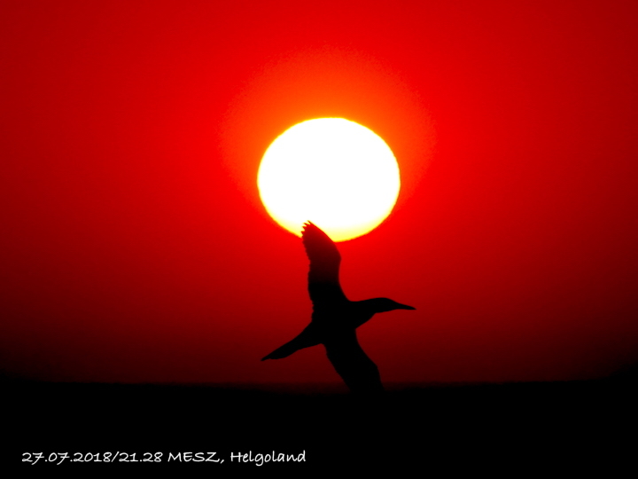 2018-07-mofib-helgoland