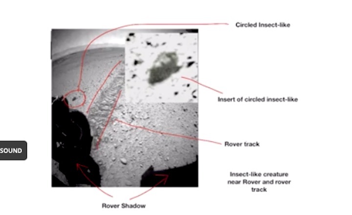 2019-mars-insekt-hoax-aa