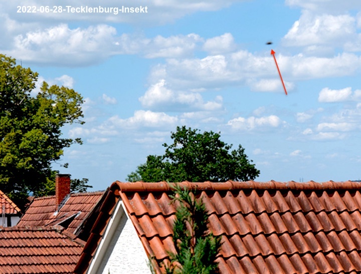 2022-06-28-tecklenburg-insekt