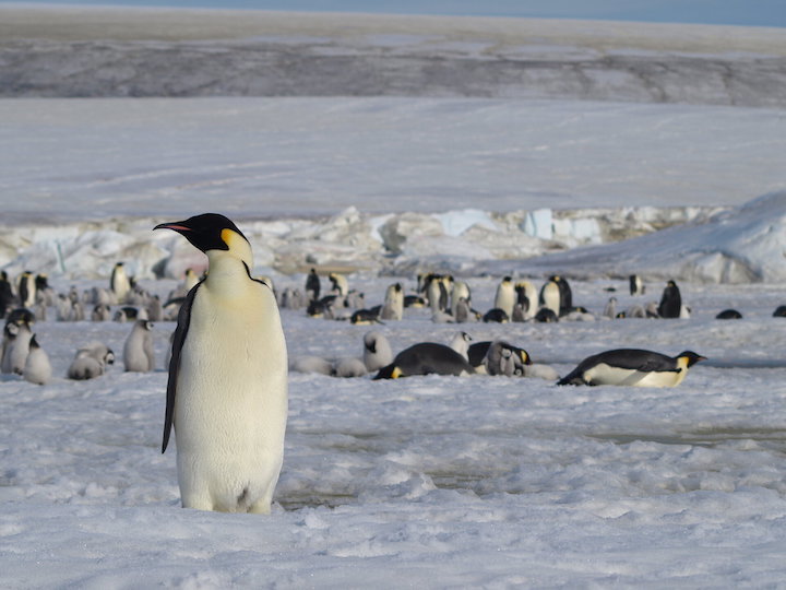 emperor-penguins-pillars