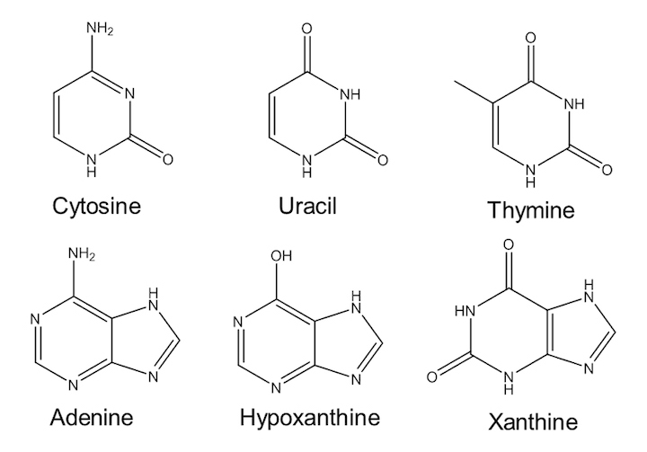 fig2-nucleobases