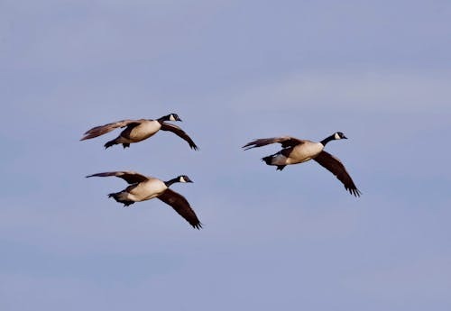 free-photo-of-drei-kanadaganse-fliegen-im-blauen-himmel-1