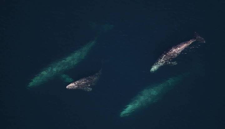 graywhales-nicholasmetheny-noaa