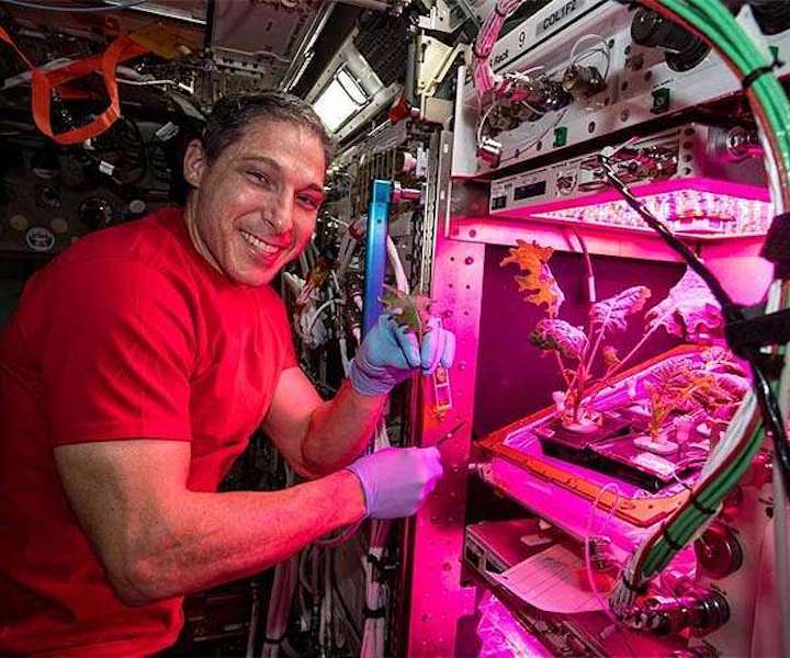 nasa-astronaut-mike-hopkins-space-gardener-iss-veggie-hg