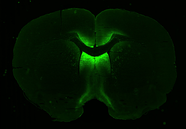 neuronix-cells-0