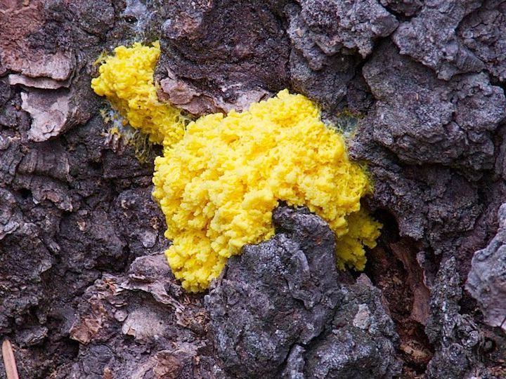 slime-mold