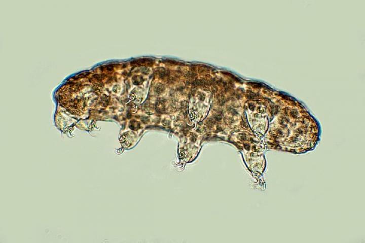 tardigrade-520341466